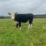 Heifers Image 8