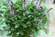 (B) Basil Spires Lavender seeds (20s) (210695)