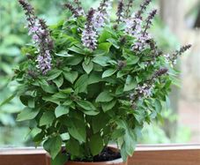(B) Basil Spires Lavender seeds (20s) (210695)