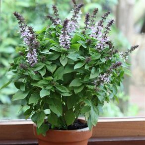 (B) Basil Spires Lavender seeds (20s) (210695)