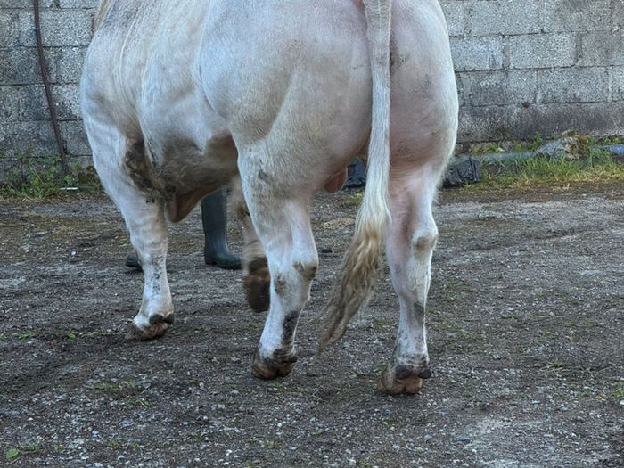 Charolais Bull for sale