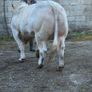 Charolais Bull for sale Image 2
