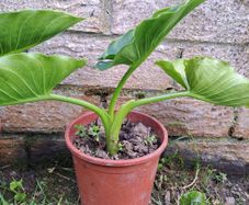 Lily calla white