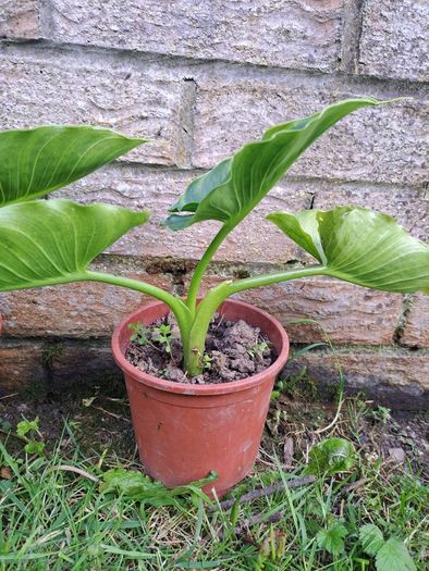 Lily calla white