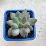 Succulents Image 9