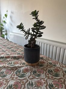 Jade Plant