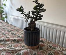 Jade Plant