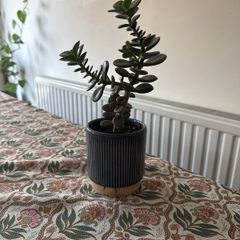 Jade Plant