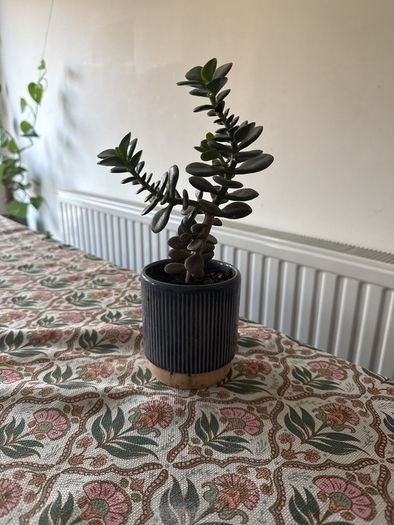 Jade Plant