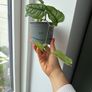 monstera siltepecana Image 3