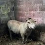 Pure bread Dorset ram , texal ram , breading ewes Image 3