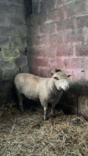 Pure bread Dorset ram , texal ram , breading ewes