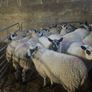 Brockie ewe lambs Image 7