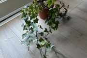 ivy plant