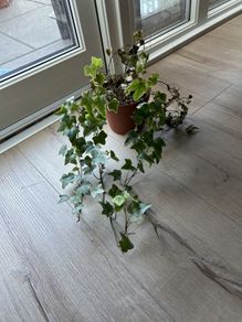 ivy plant