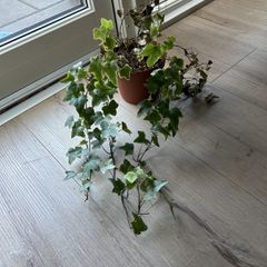 ivy plant