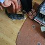 cat adaptio Image 7