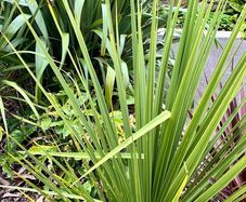 Palm trees, garden palm plants, outdoor palm trees hardy palm trees, decorative garden plants, tropical plants, potted palm trees, low maintenance plants, evergreen garden plants.