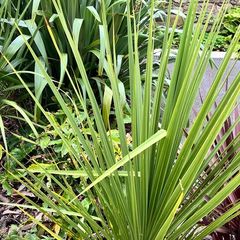 Palm trees, garden palm plants, outdoor palm trees hardy palm trees, decorative garden plants, tropical plants, potted palm trees, low maintenance plants, evergreen garden plants.
