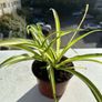 Beautiful spider plants Image 2