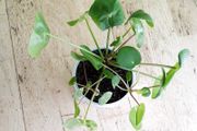 Chinese Money Plants - Pilea peperomioides