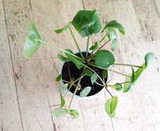 Chinese Money Plants - Pilea peperomioides