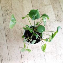 Chinese Money Plants - Pilea peperomioides