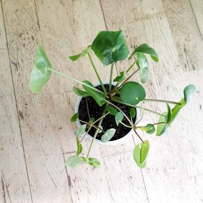 Chinese Money Plants - Pilea peperomioides
