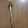 RARE 2 headed dandelion (may be shriveld up because its a flower) Image 2