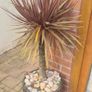 Palm Tree Image 3