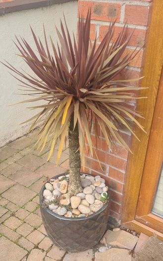 Palm Tree