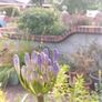 Agapanthus Image 5