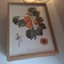 Frames botanical fruit prints (separately or as part of a set) Image 7