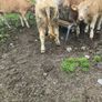 9 Continental Weanling Heifers Image 4