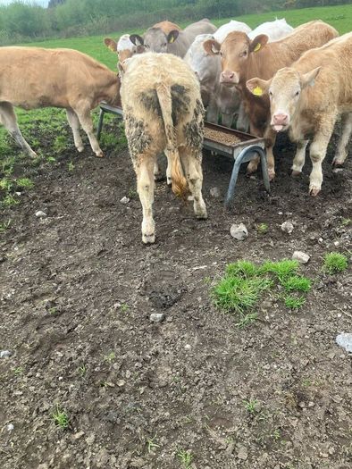 9 Continental Weanling Heifers