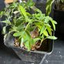 plants Image 5