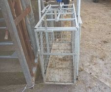 sheep weighing scales