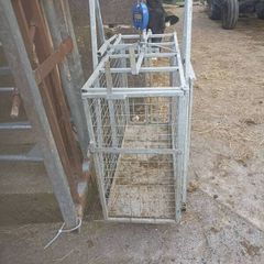 sheep weighing scales