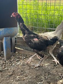 Shamo hens