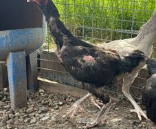 Shamo hens