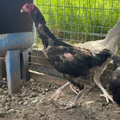 Shamo hens
