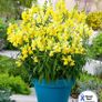 (S) Snapdragon Canary Bird Seeds 0.2g (413553) Image 2