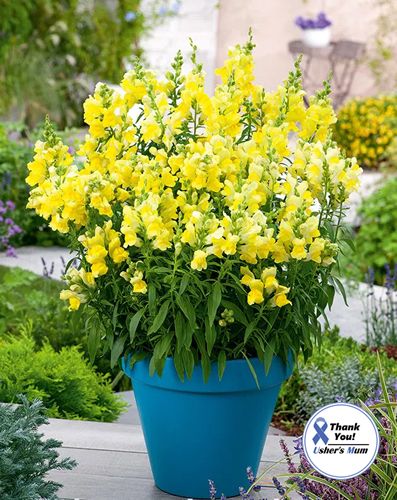 (S) Snapdragon Canary Bird Seeds 0.2g (413553)