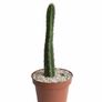 San Pedro Peruvian Torch Cactus Echinopsis peruviana Image 6