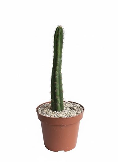 San Pedro Peruvian Torch Cactus Echinopsis peruviana
