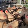 Ewe Lambs Suffock Image 5