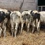 20 smashing blue bull Weanlings Image 2