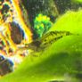 Fish Tank Shrimps Image 8