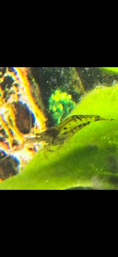 Fish Tank Shrimps