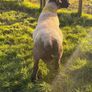 P/B Suffolk Ram Image 4